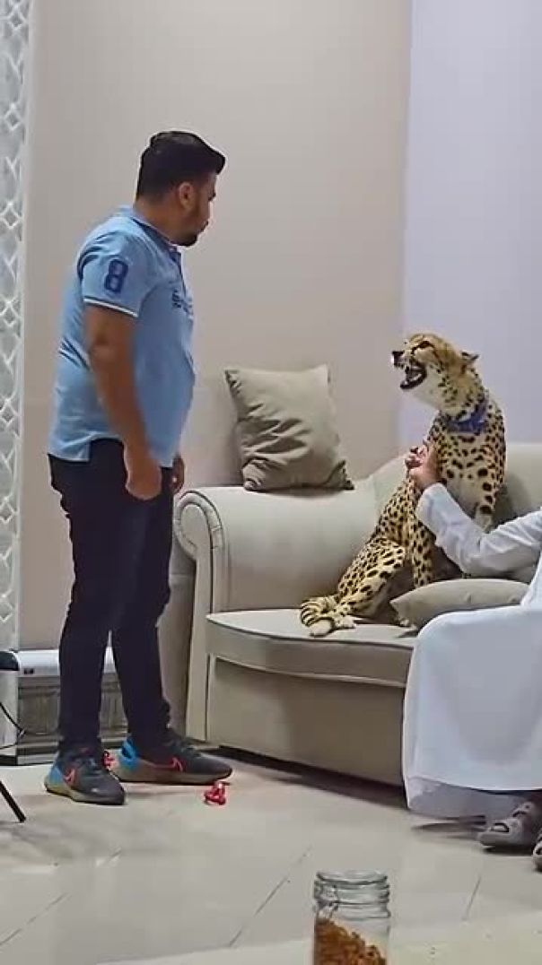 Dangerous Cheetah