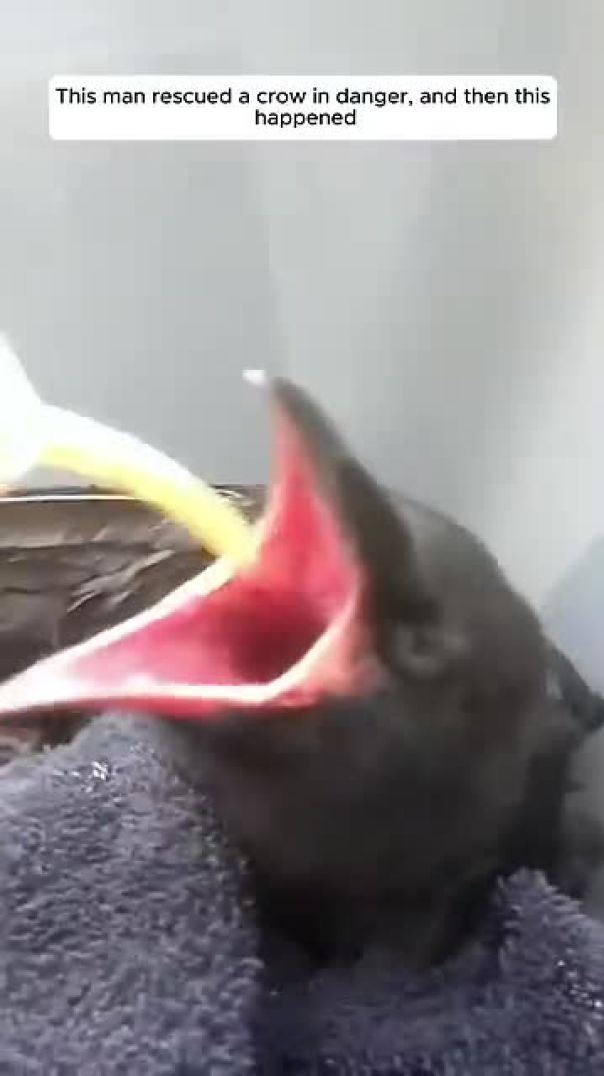 This man rescued a crow in danger