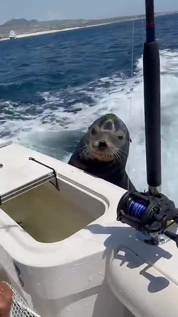 Sea Lions Daily Routine Here