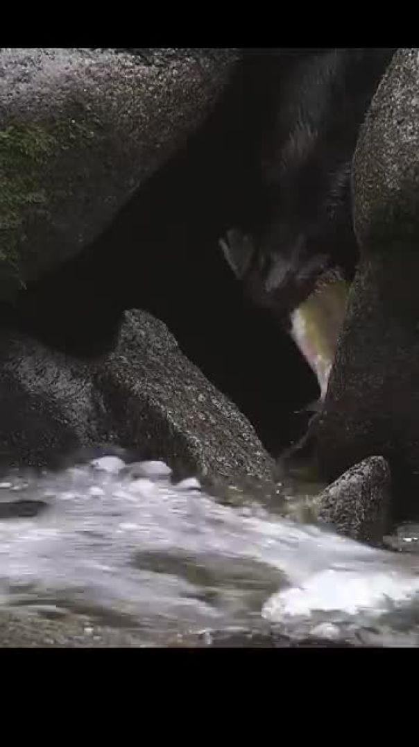 Crack Bear Catching a Salmon