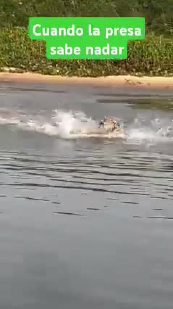 Cuando tú comida sabe nadar